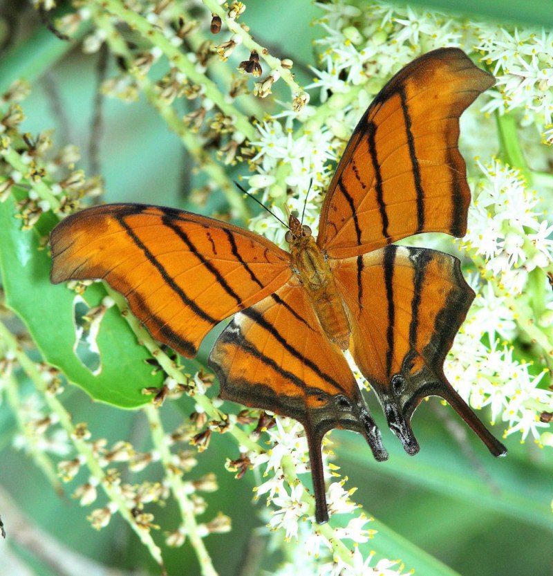 Marpesia Petreus бабочка