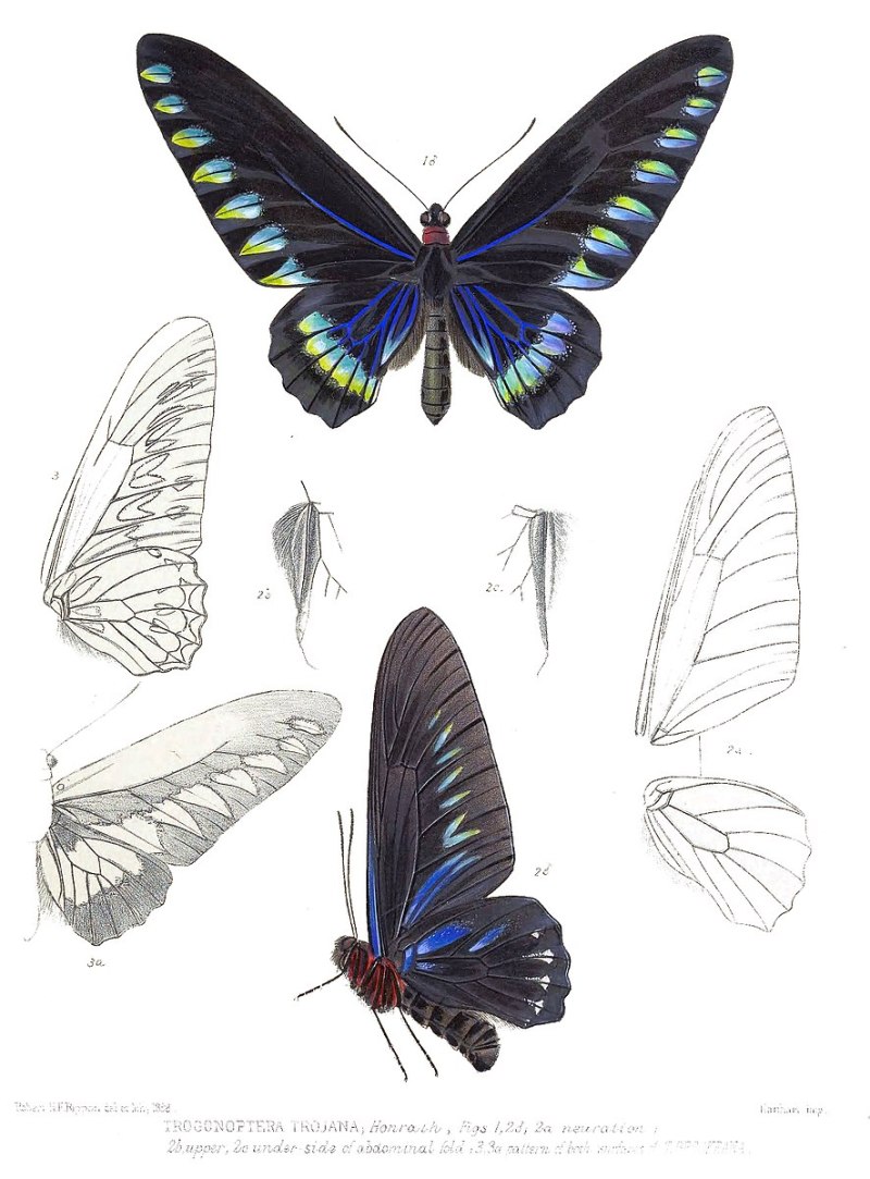 Купить Trogonoptera Trojana
