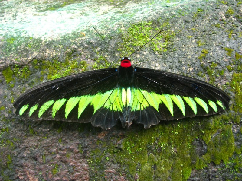 Trogonoptera BROOKIANA вырастить домашних условиях
