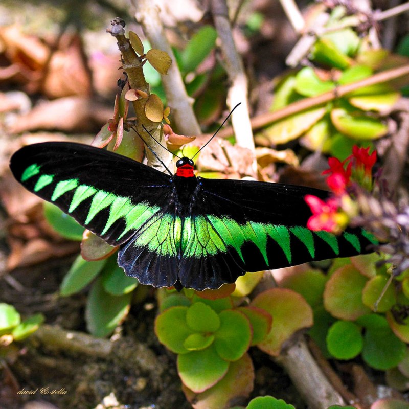 Бабочка Trogonoptera BROOKIANA