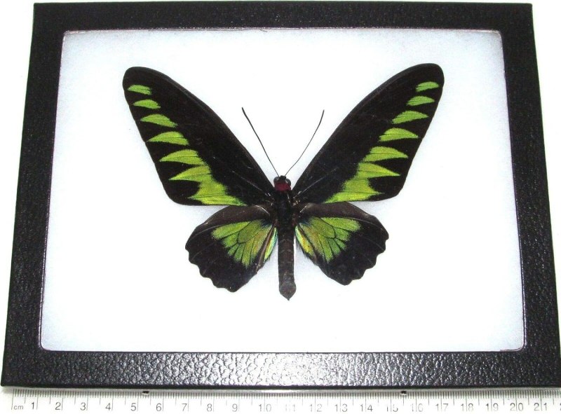 Dark Green Butterfly frame