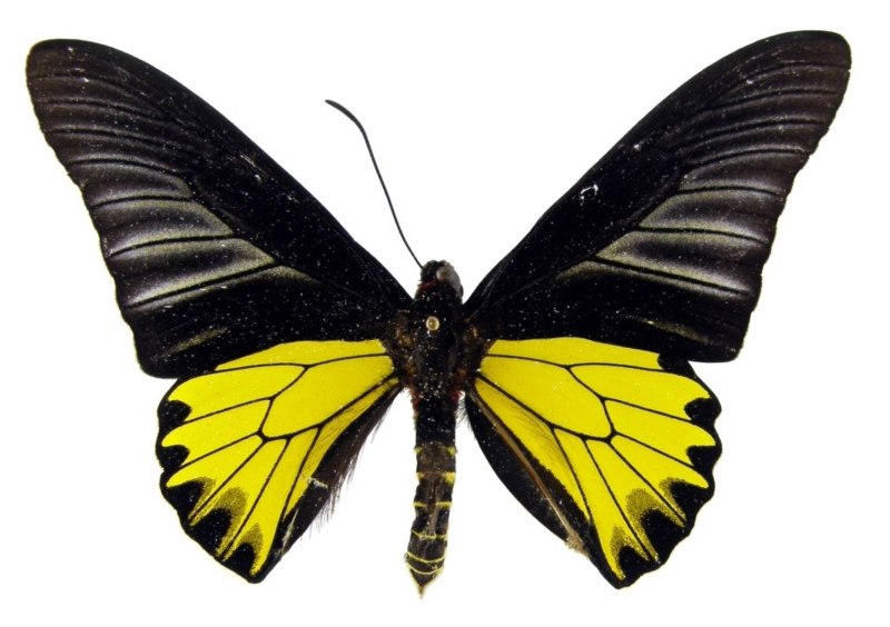 Бабочка Troides Aeacus