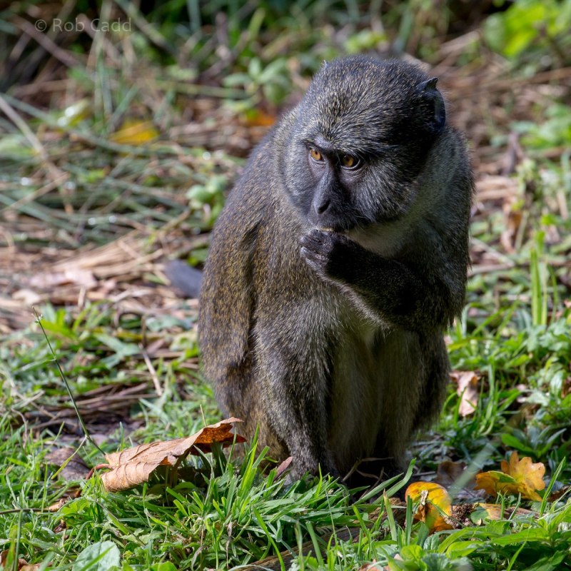 Allenopithecus nigroviridis