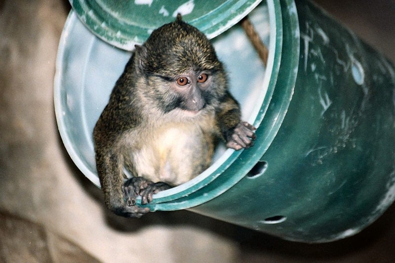 Allenopithecus nigroviridis