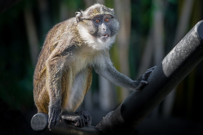 Allenopithecus nigroviridis