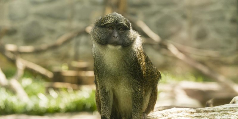 Allenopithecus nigroviridis