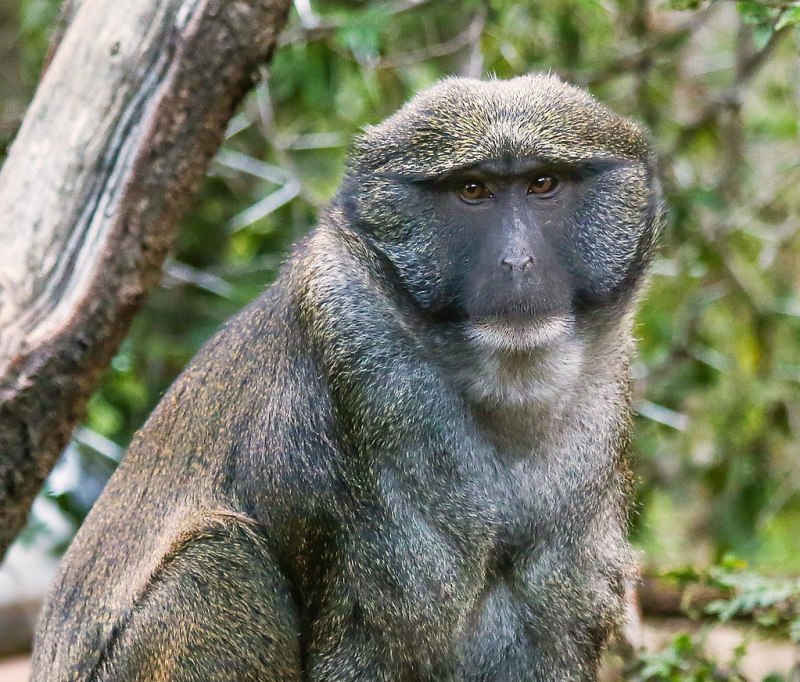 Allenopithecus nigroviridis