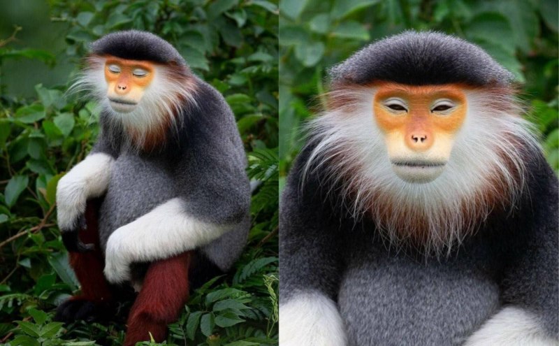Немейский тонкотел