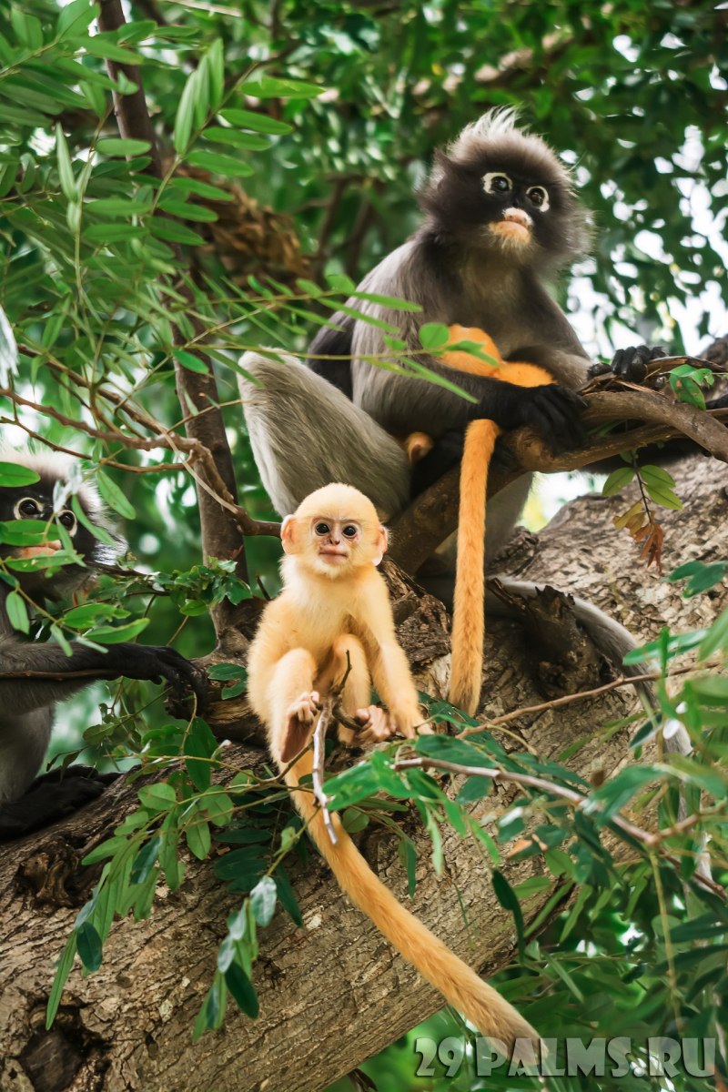 Trachypithecus Obscurus