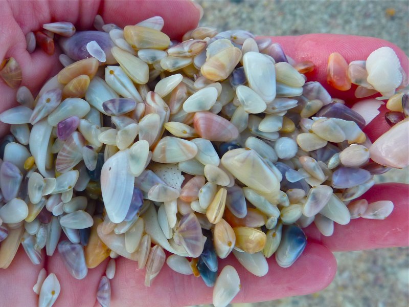 Beach Butterflies! (Coquina Shells