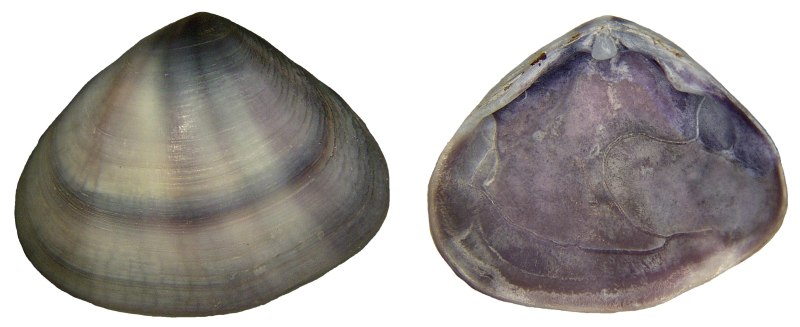 Donax variabilis