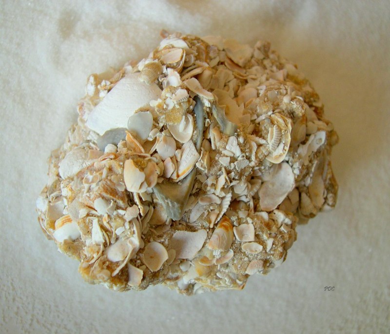 Coquina Sweet
