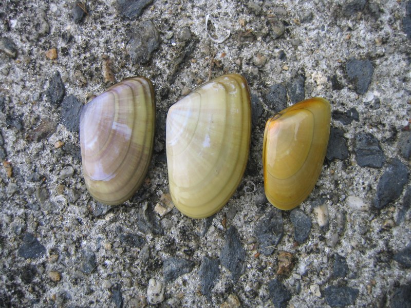 Donax trunculus