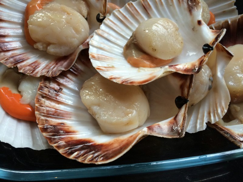 Морской гребешок Баренцева моря