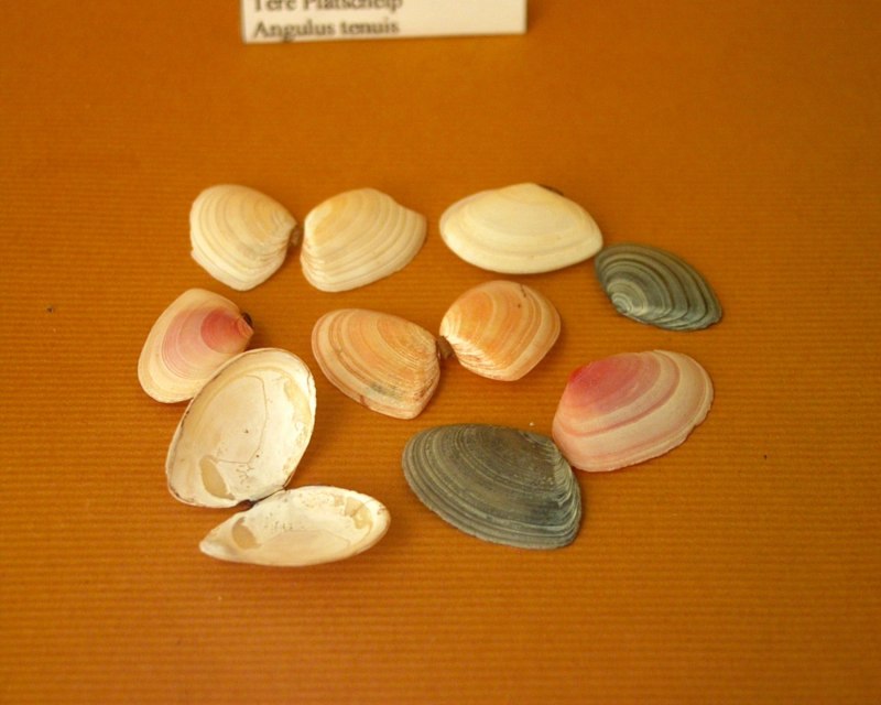 Nuculoma tenuis