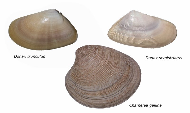 Donax trunculus моллюск