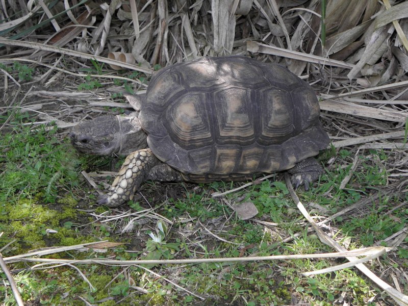 Chelonoidis Chilensis
