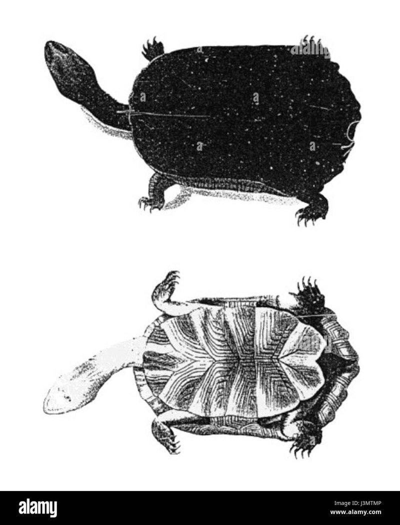 Hydromedusa maximiliani