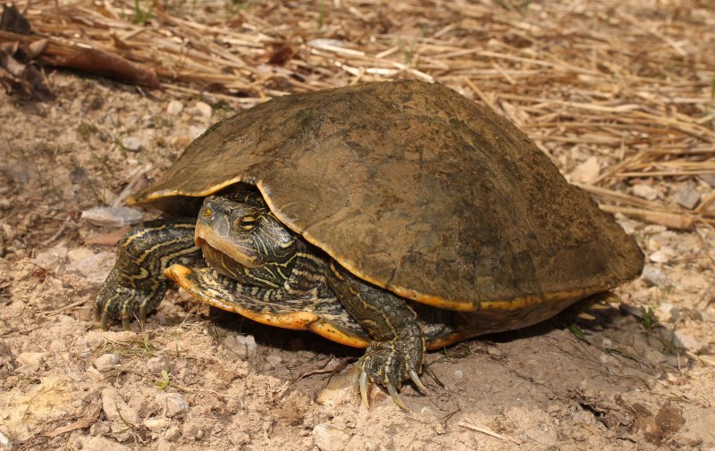 Graptemys Geographica