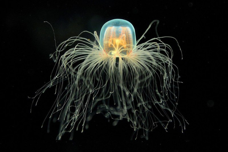 Бессмертная медуза Turritopsis