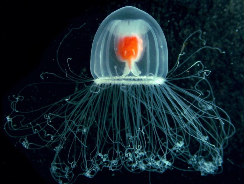 Бессмертная медуза Turritopsis