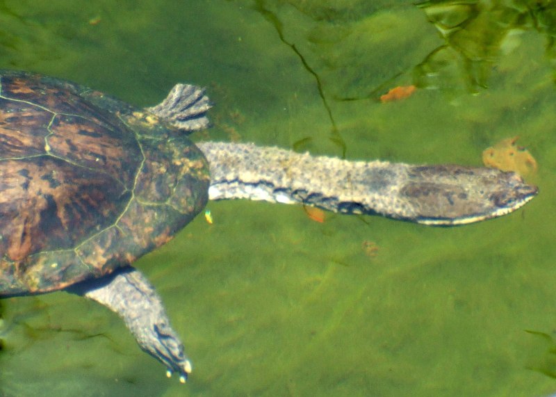 Hydromedusa maximiliani