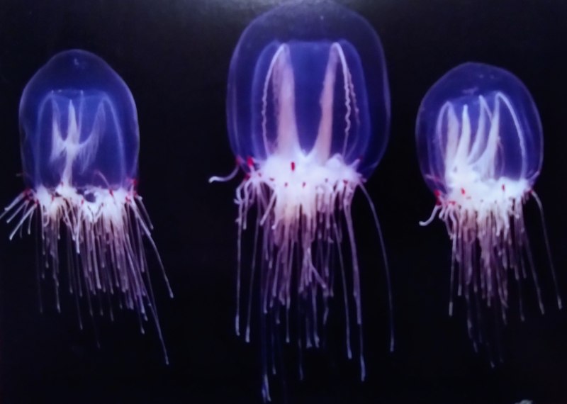 Медуза Turritopsis nutricula