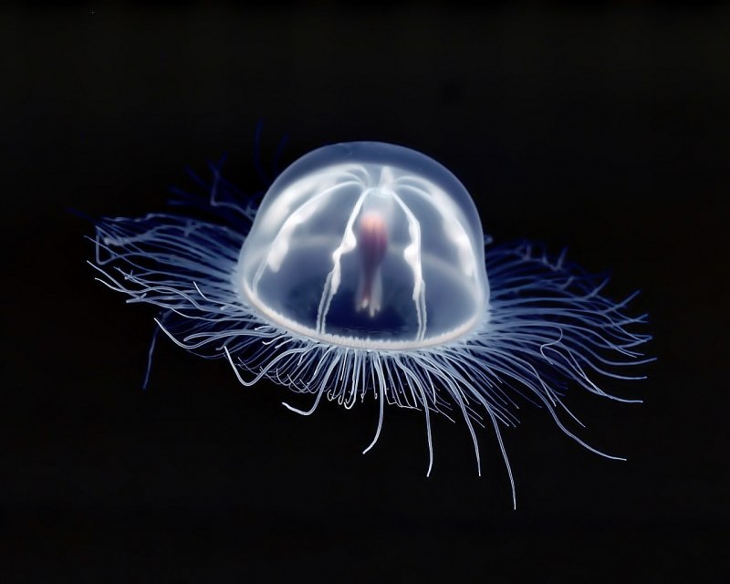 Turritopsis nutricula полип