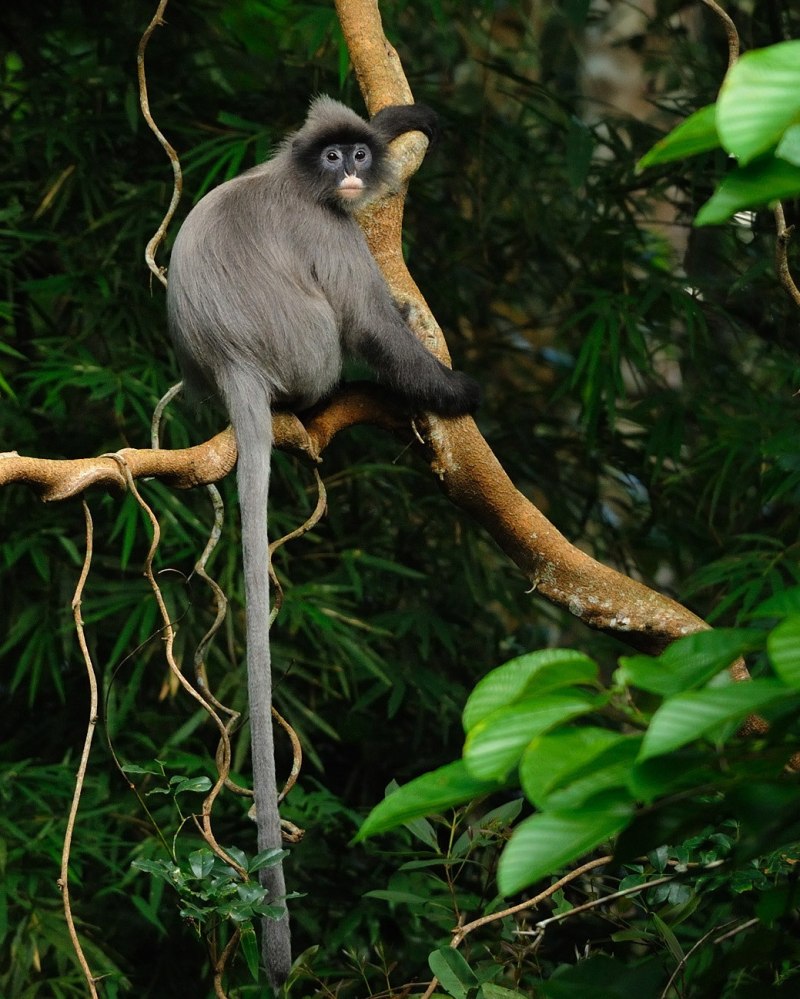 Trachypithecus phayrei