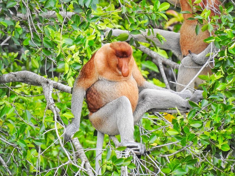 Monkey Type