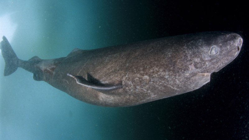 Полярная акула Somniosus microcephalus