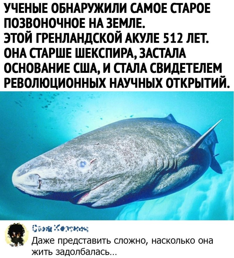 Гренландская Полярная акула Продолжительность жизни