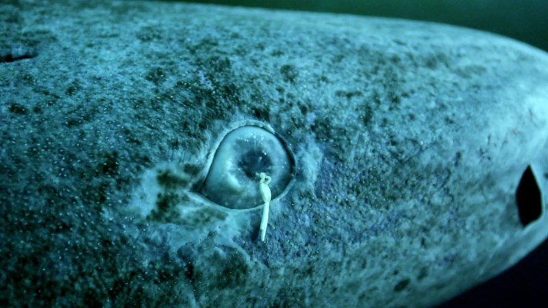 Акулий паразит Ommatokoita elongata