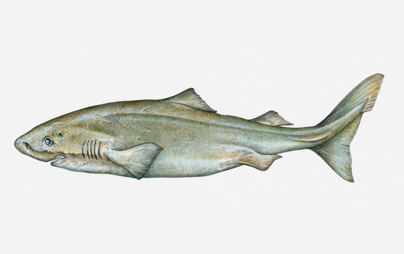 Полярная акула Somniosus microcephalus
