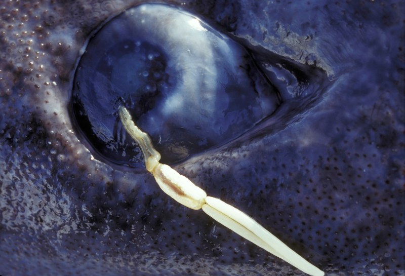 Акулий паразит Ommatokoita elongata