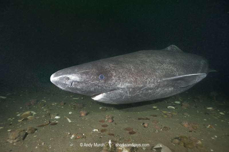 Somniosus microcephalus