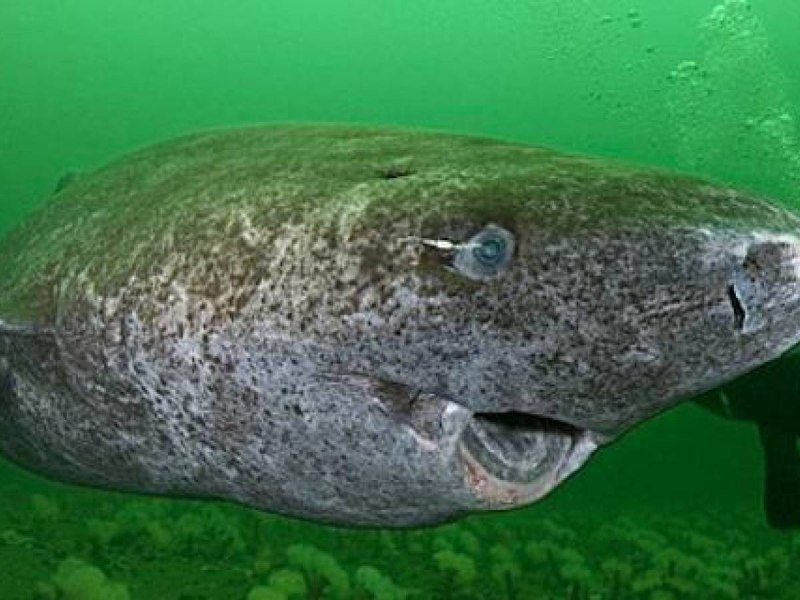 Гренландская Полярная акула
