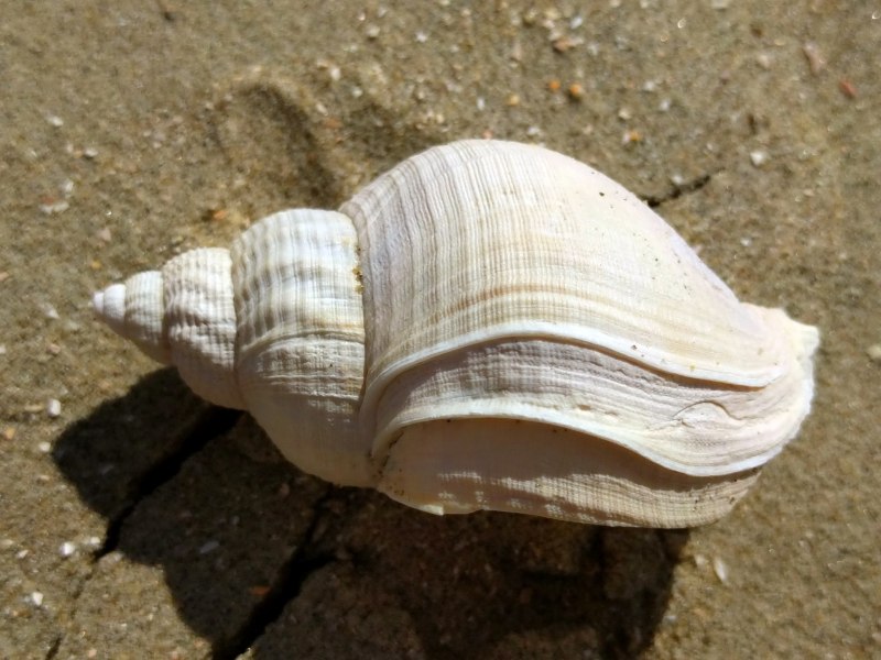 Buccinum undatum