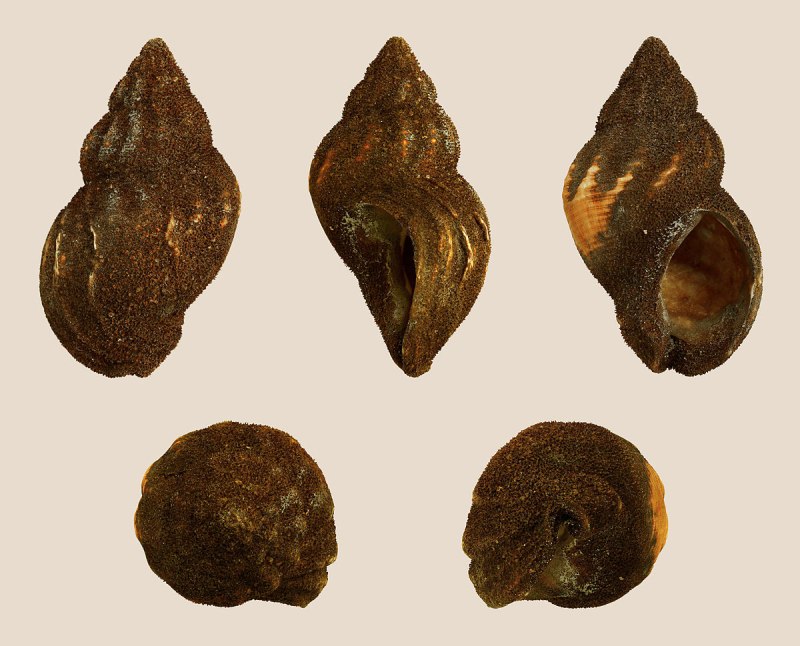 Hydractinia echinata