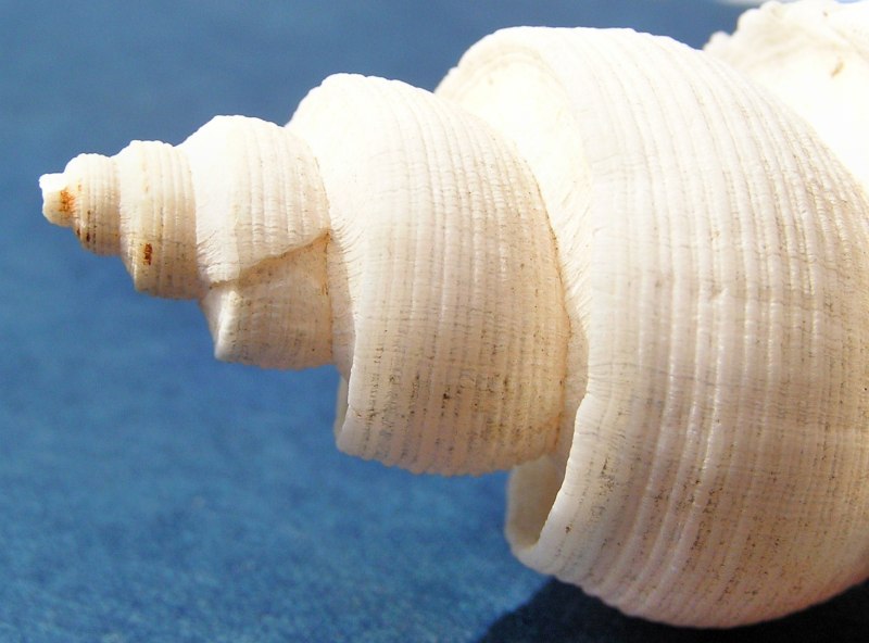 Neptunea tuberculata