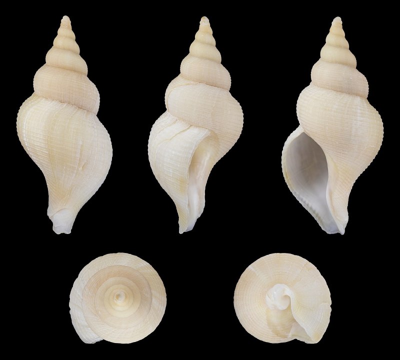 Neptunea arthritica