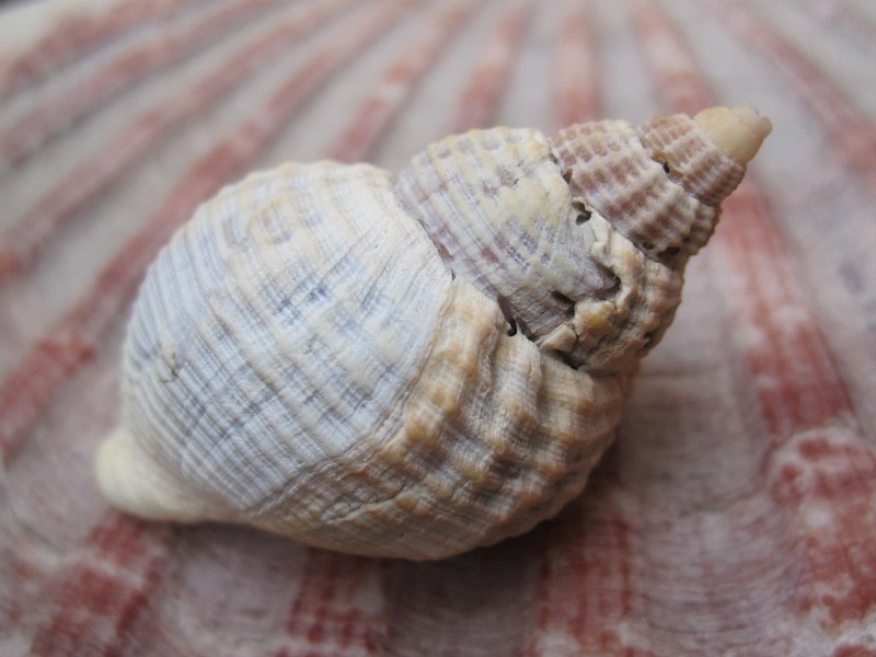 Buccinum undatum