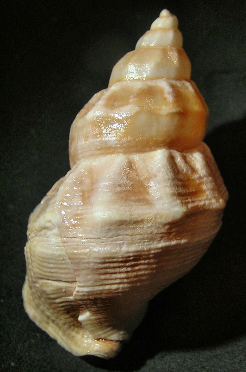 Buccinum striatissimum