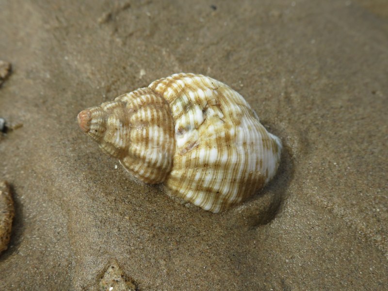 Buccinum undatum