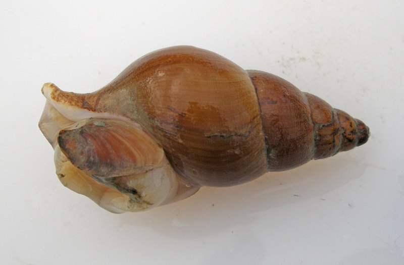 Neptunea ventricosa