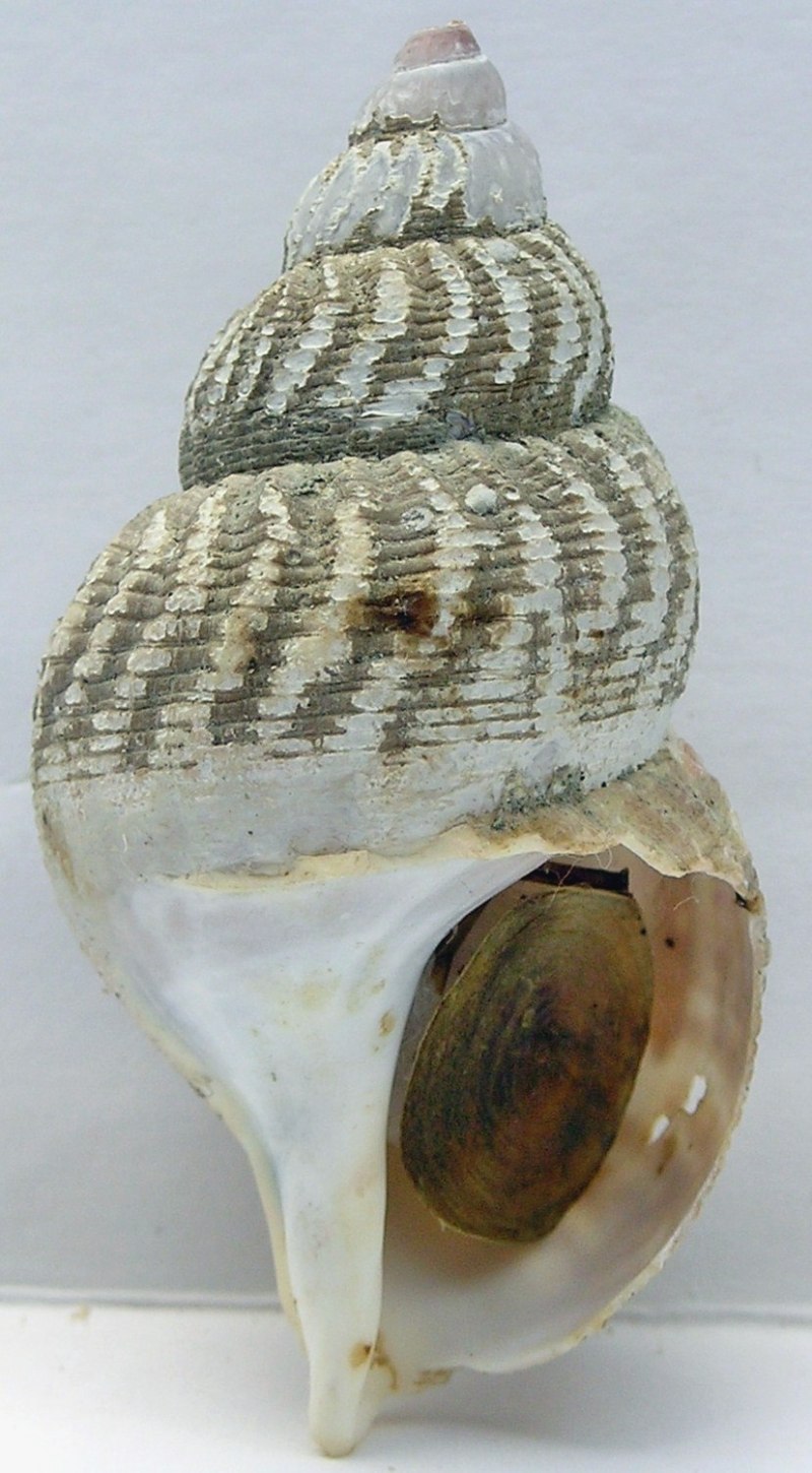 Buccinum yokomaruae