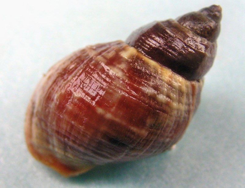 Buccinum моллюск