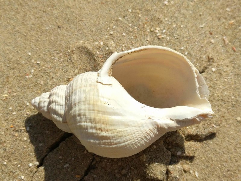 Buccinum undatum