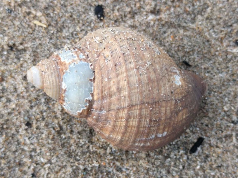 Buccinum undatum