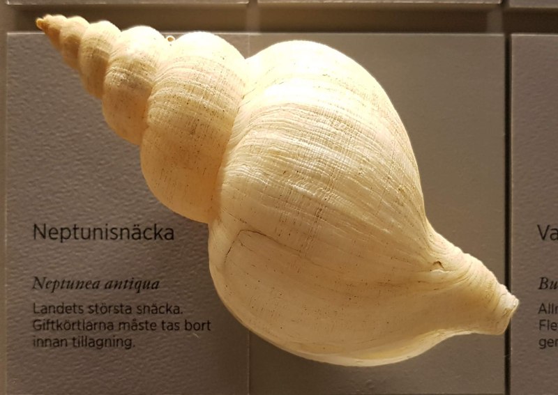 Neptunea cuspidis